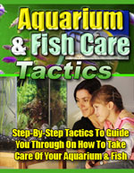 Aquarium Fish Care Tactics